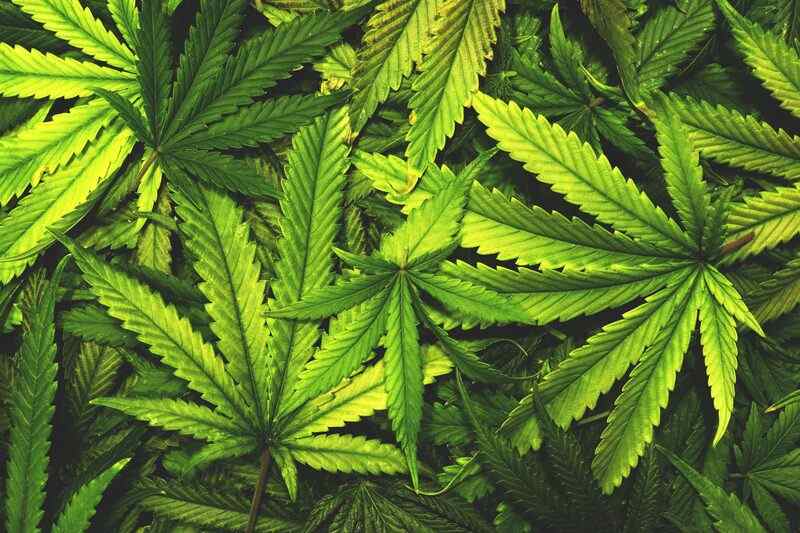Colorado weed laws